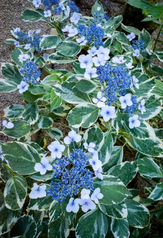 ‘Light-O-Day’ Bigleaf Hydrangea (Hydrangea macrophylla ‘Light-O-Day’)