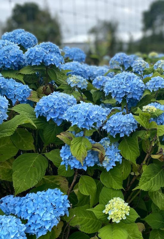 ‘Nikko Blue’ Bigleaf Hydrangea (Hydrangea macrophylla ‘Nikko Blue’)