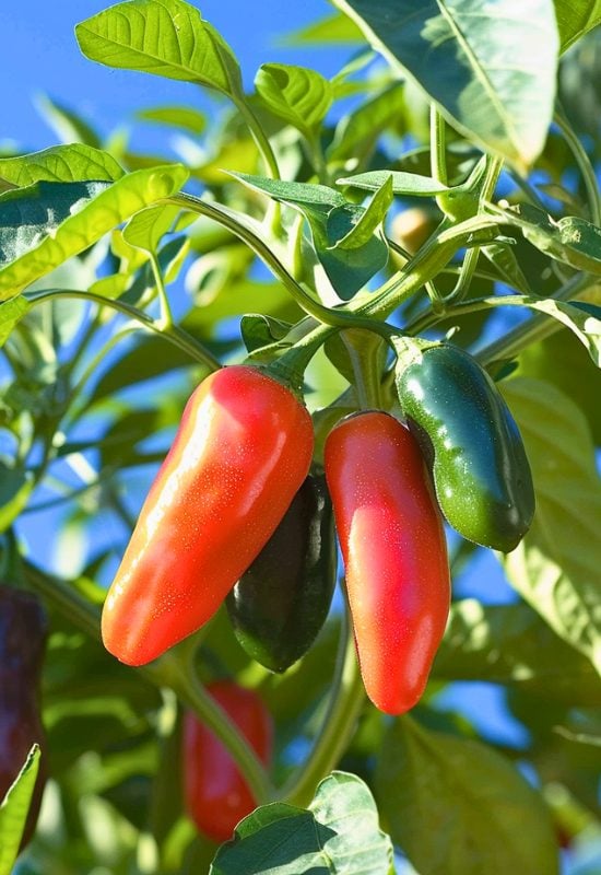 ‘NuMex Orange Spice’ Jalapeno Chili Pepper (Capsicum annuum ‘NuMex Orange Spice’)