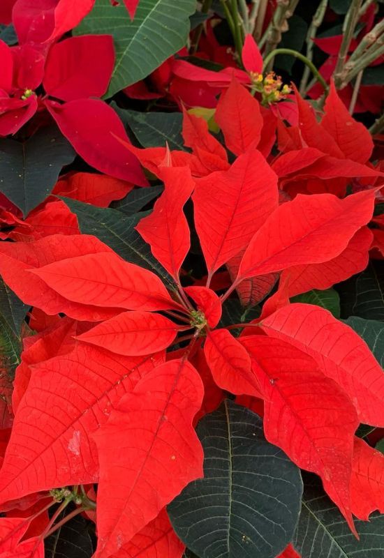 ‘Orange Spice’ Poinsettia (Euphorbiapulcherrima ‘Orange Spice’)