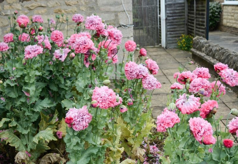 ‘Pink Paeony’ Opium Poppy