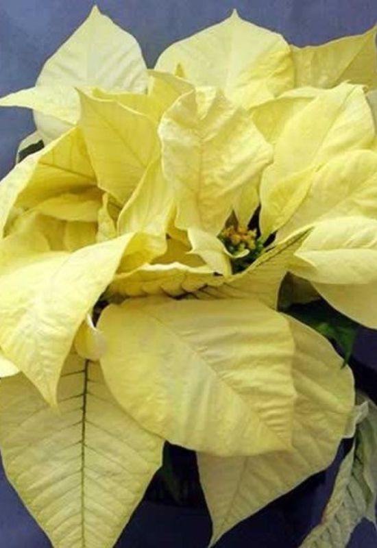 ‘Polar Bear’ Poinsettia (Euphorbia pulcherrima ‘Polar Bear’)