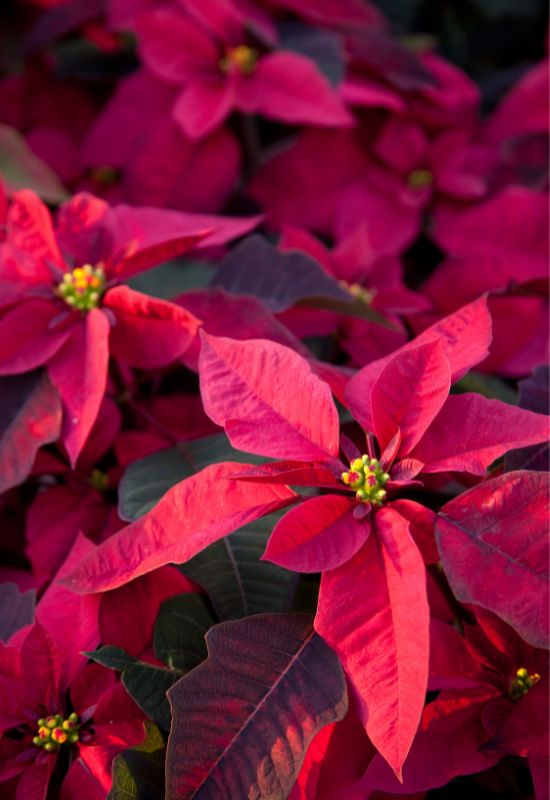 ‘Prestige Maroon’ Poinsettia (Euphorbiapulcherrima ‘Prestige Maroon’)