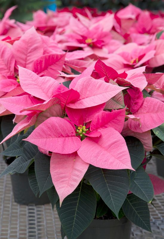 ‘Robyn Pink’ Poinsettia (Euphorbiapulcherrima ‘Robyn Pink’)