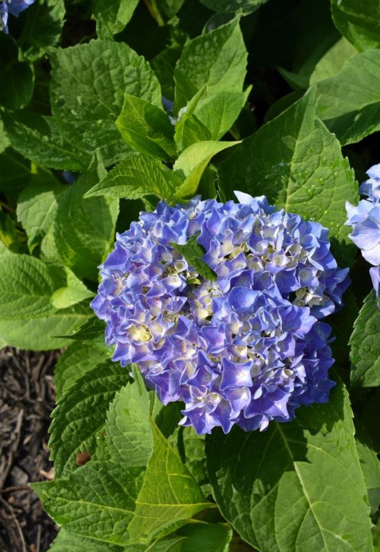 ‘Spike’ Bigleaf Hydrangea (Hydrangea macrophylla ‘Spike’)