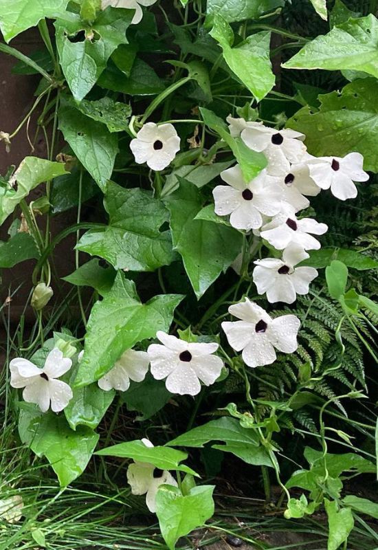 ‘Susie White’ Black Eyed Susan Vine (Thunbergia alata ‘Susie White’)