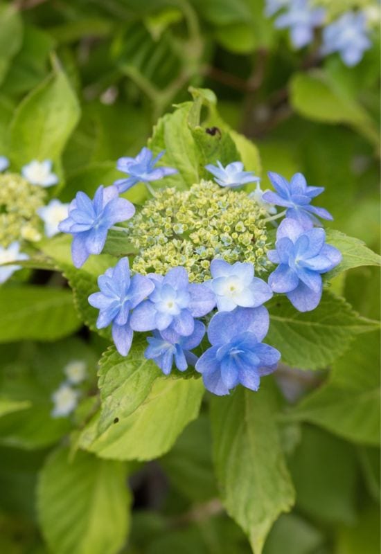 ‘Tuff Stuff Ah-Ha’ Mountain Hydrangea (Hydrangea serrata ‘Tuff Stuff Ah-Ha’)