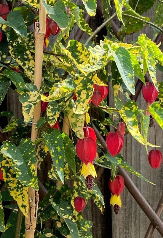 ‘Variegatum’ Trailing Abutilon (Abutilon megapotanicum ‘Variegatum’)