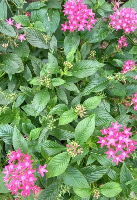 Egyptian Star Flower (Pentas lanceolata)