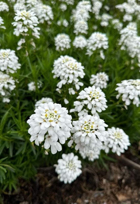 Evergreen Candytuft (Iberis sempervirens)