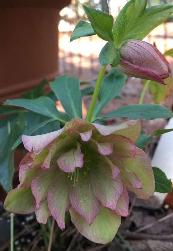 Flower Girl hellebore