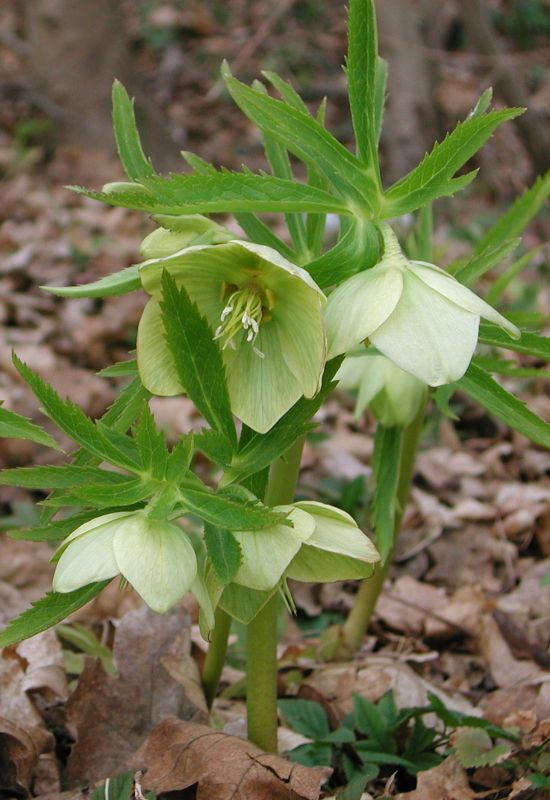 Green Hellebore