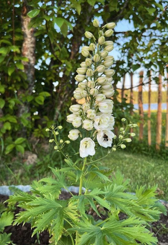 Guardian White delphinium