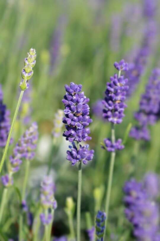 Hidcote Giant lavandin Lavandula x intermedia Hidcote Giant