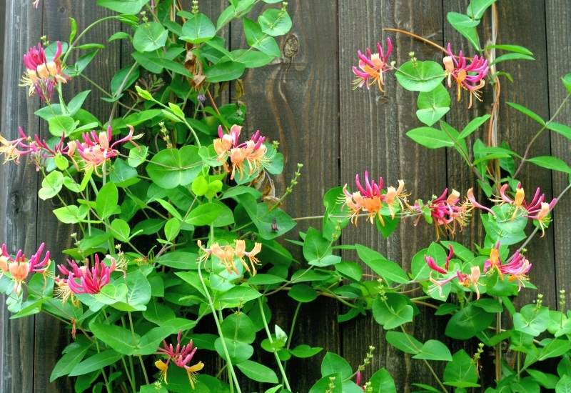 Honeysuckle / Woodbine Flowers