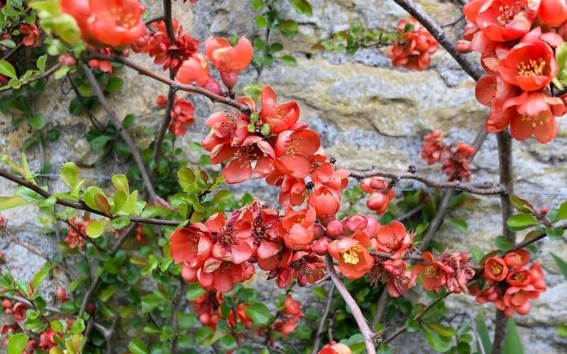 Japanese Quince (Chaenomeles speciosa)