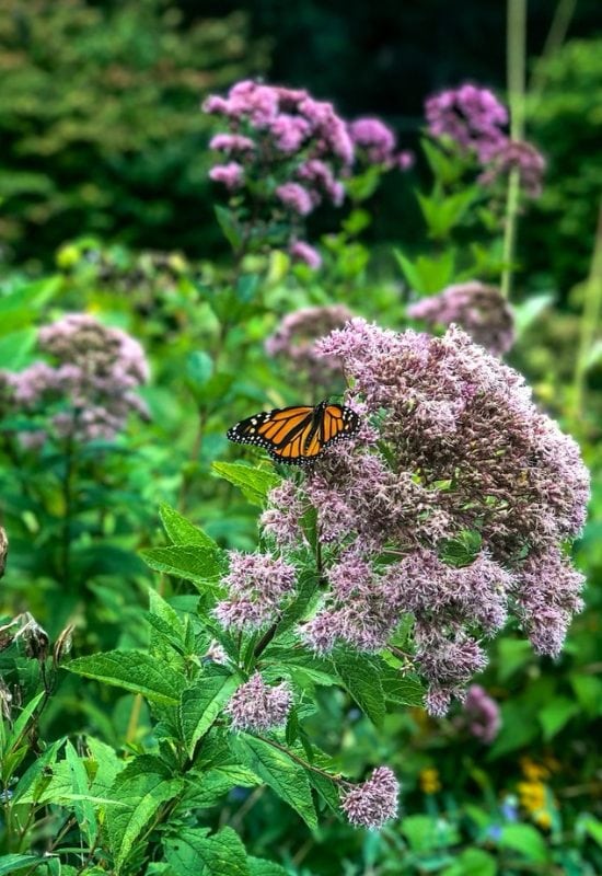 Joe-Pye Weed (Eupatorium maculatum)