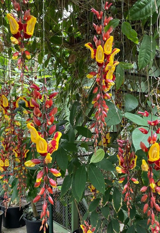 Lady’s Slipper Vine (Thunbergia mysorensis)