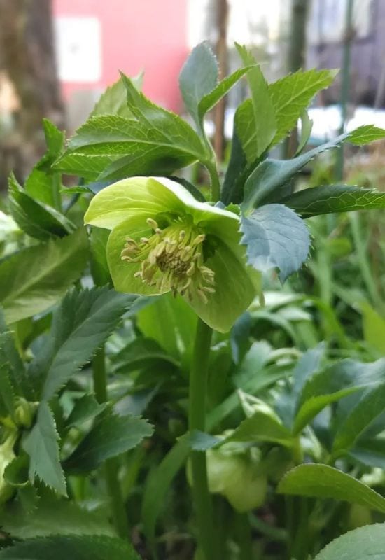 Ligurian Hellebore