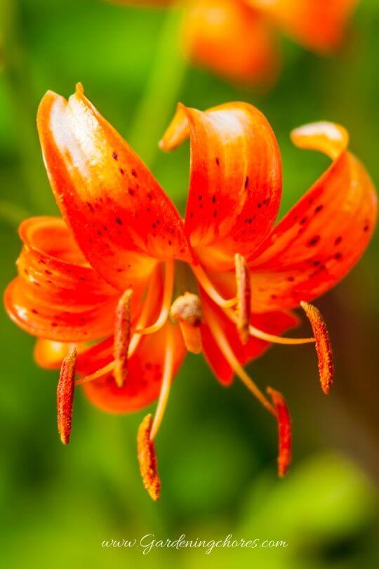 Lilium Bellingham