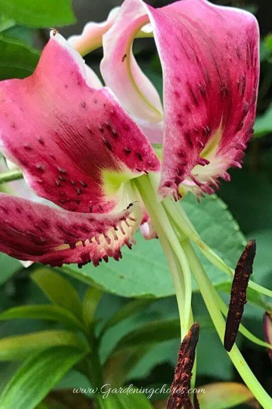 Lilium Black Beauty