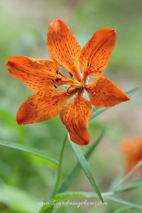 Lilium Bulbiferum