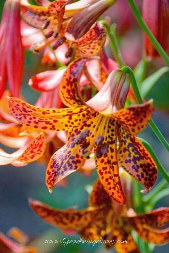 Lilium Canadense (Canada Lily)