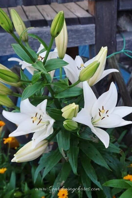 Lilium Candidum (Madonna Lily)