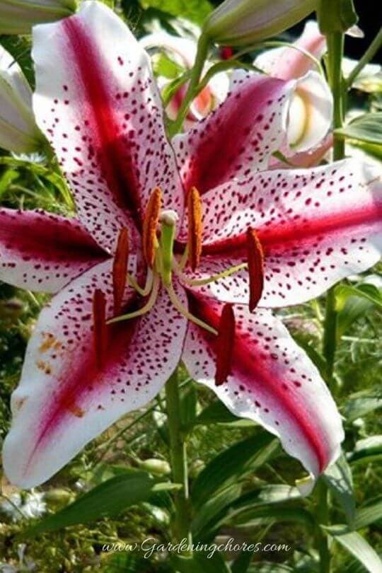 Lilium 'Dizzy'