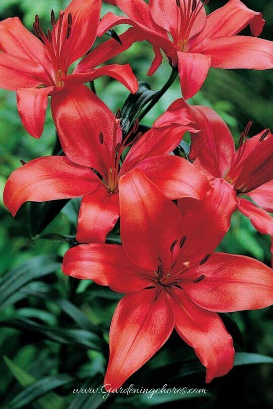 Lilium ‘Forza Red’