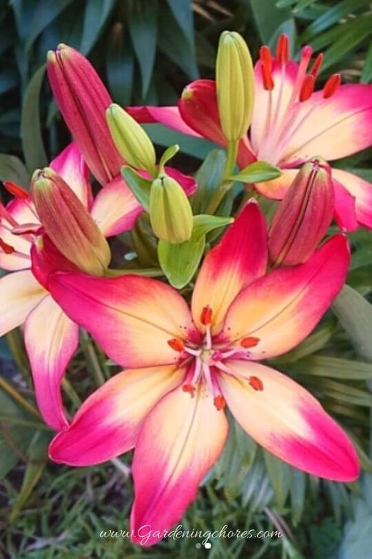 Lilium ‘Heartstrings’