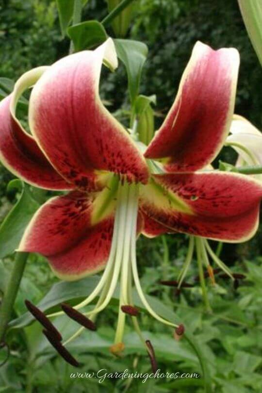 Lilium ‘Scheherazade’