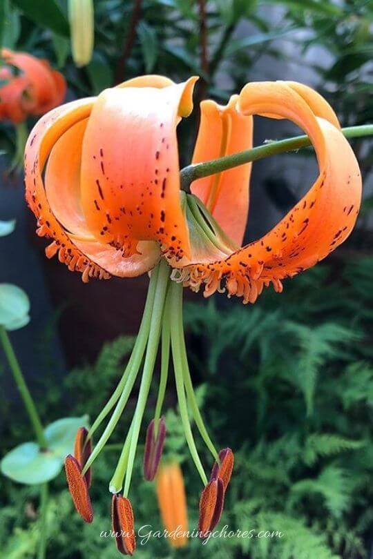 Lilium Henryi (Henry's Lily)