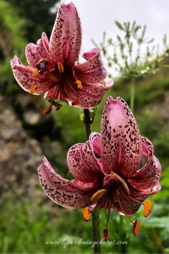 Lilium Martagon