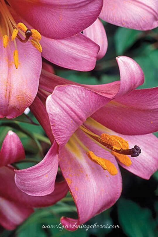 Lilium Pink Perfection Group