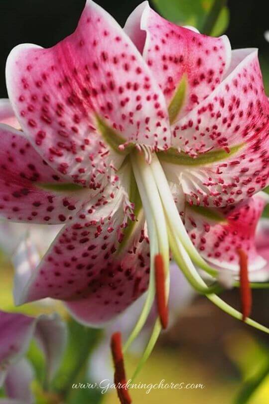 Lilium Speciosum