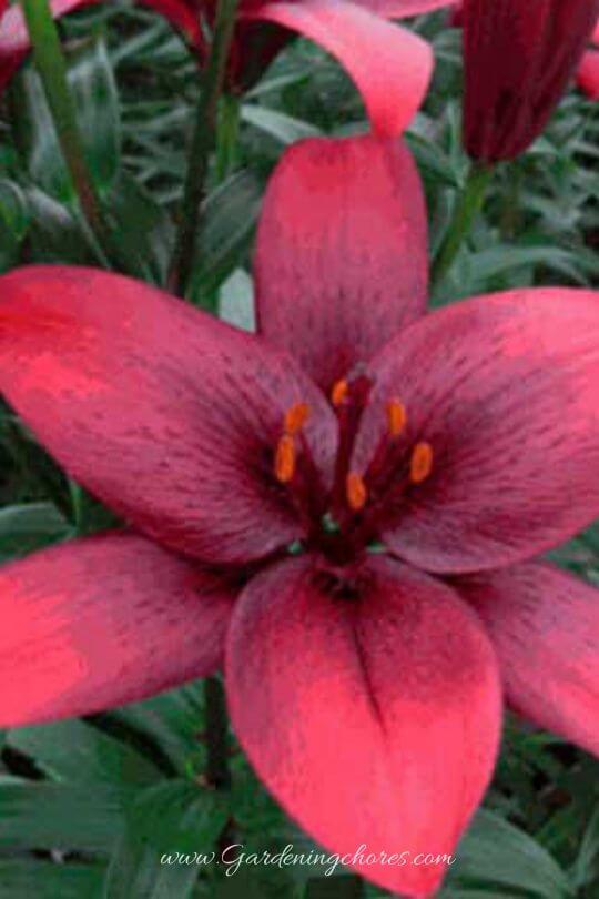 Lily 'Cherrywood'