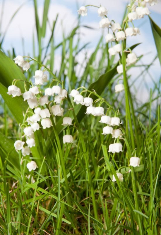 Lily of the Valley (Convallaria majalis)