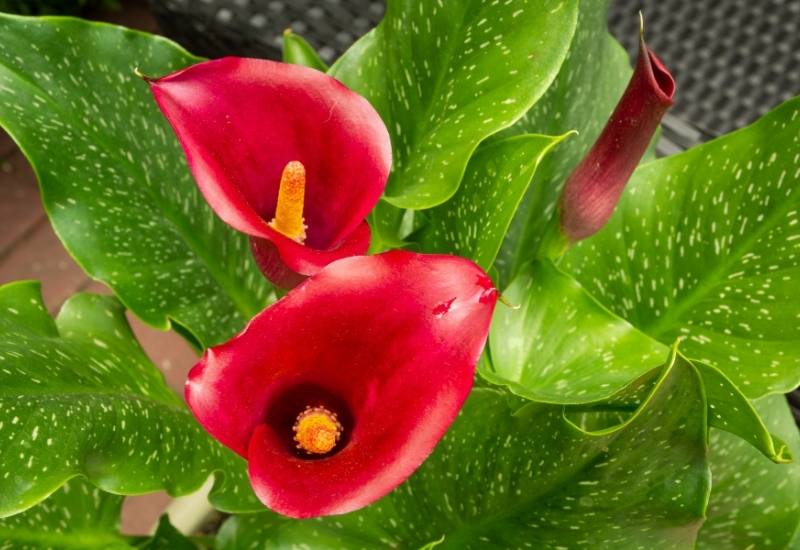 Majestic Red – Zantedeschia sp.