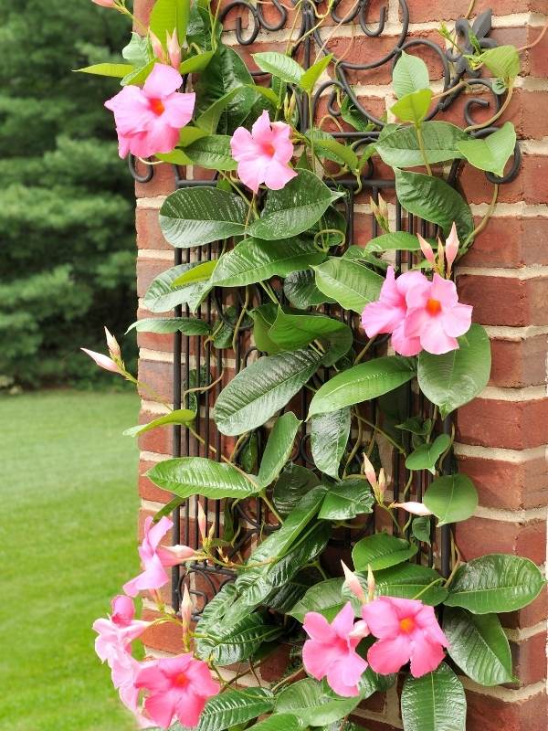 Mandevilla Plant Against a Brick Wal