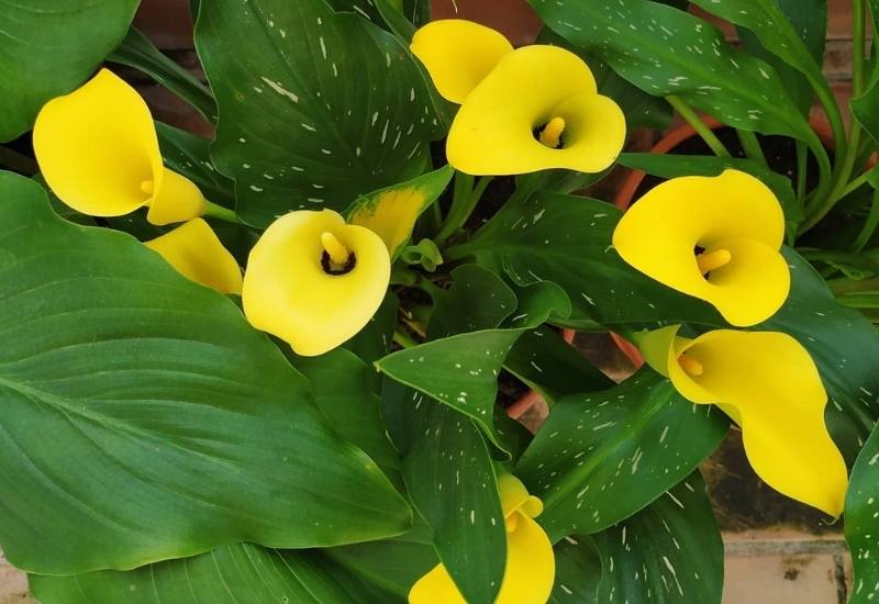 Millennium Queen Calla Lily – Zantedeschia elliottiana