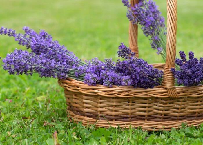 Munstead English Lavender Lavandula angustifolia Munstead