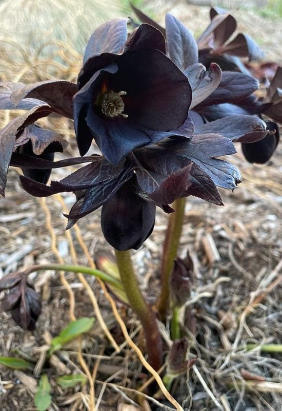 New York Night hellebore