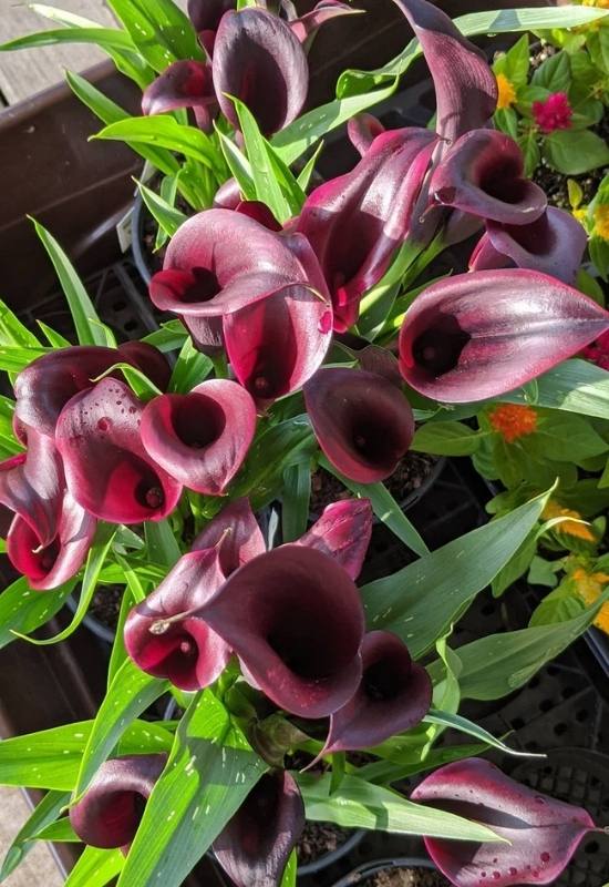 Odessa Calla Lily – Zantedeschia rehmannii