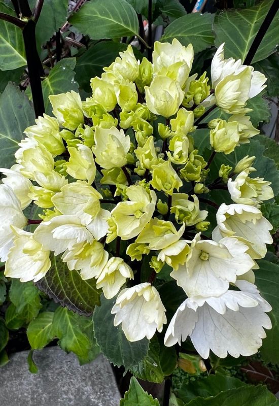 Onyx Zebra hydrangea