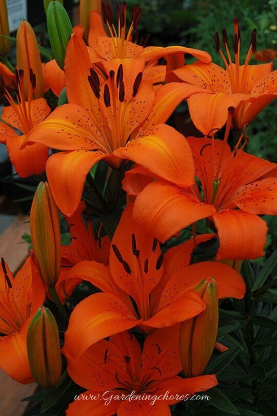 Orange Pixie Lily