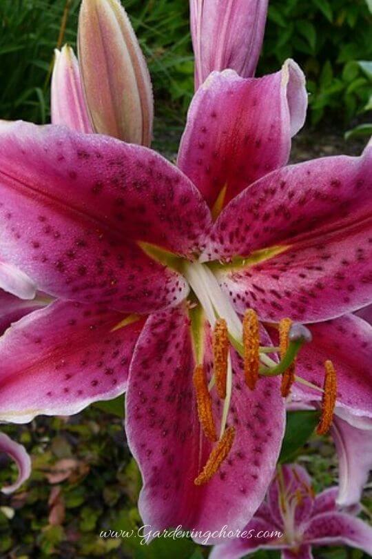 Oriental Lily Acapulco