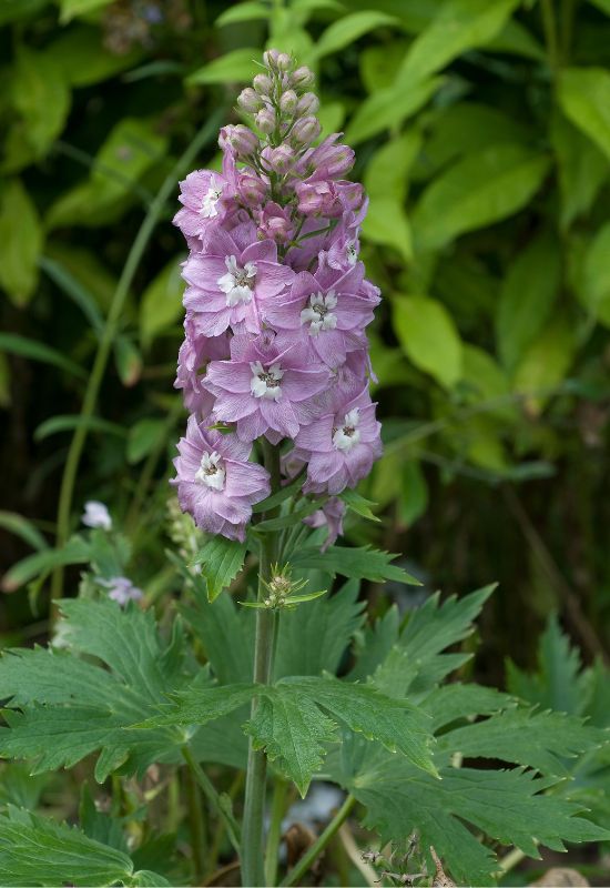 Pacific Giant Astolat delphinium