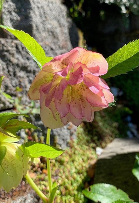 Phoebe hellebore