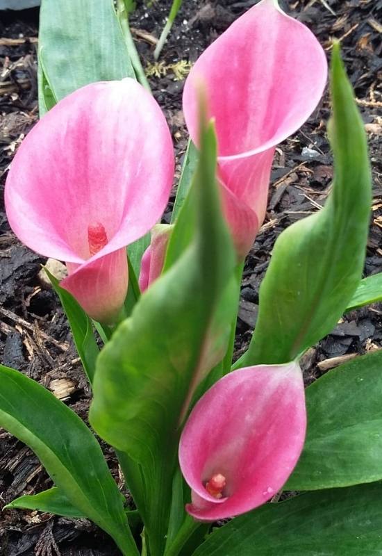 Pink Melody Calla Lily